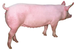 Classic Hybrid Females