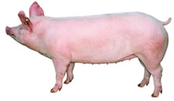 Classic Hybrid Females