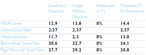 Classic Hybrid Females
