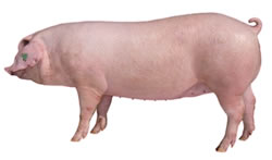 Purebred Landrace