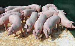 Purebred Landrace