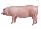 Purebred Landrace