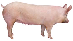 Purebred Large White