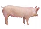 Purebred Large White