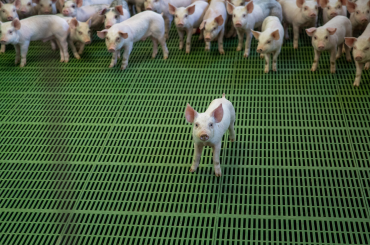 Maximizing genetic gain