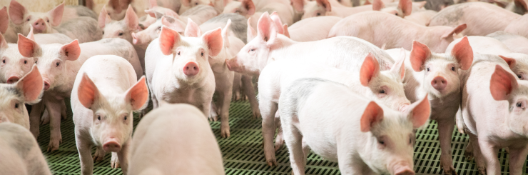 Current job openings - PIC