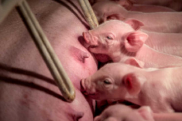 Current job openings - PIC