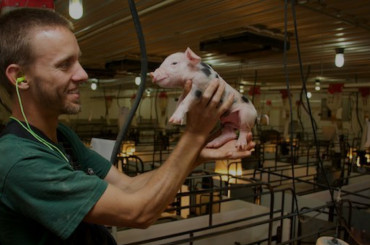 Boar stud management materials