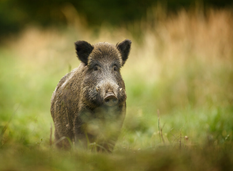 Finland confirms first ever ASF case in wild boar