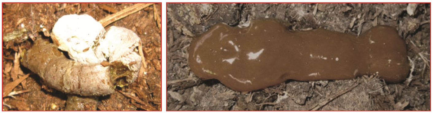 fecal droppings