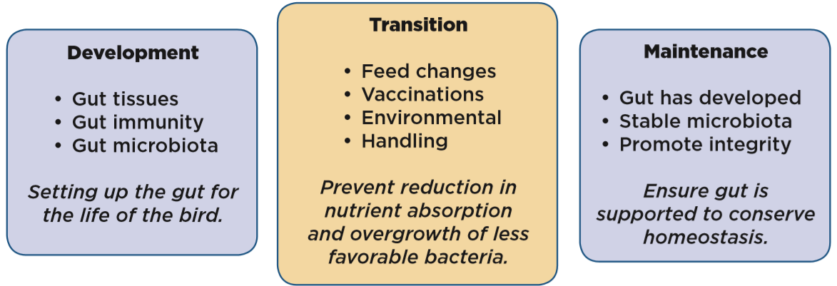 Lists of the needs of the gut at different points in the bird’s life and the main goals of gut health support at these times.