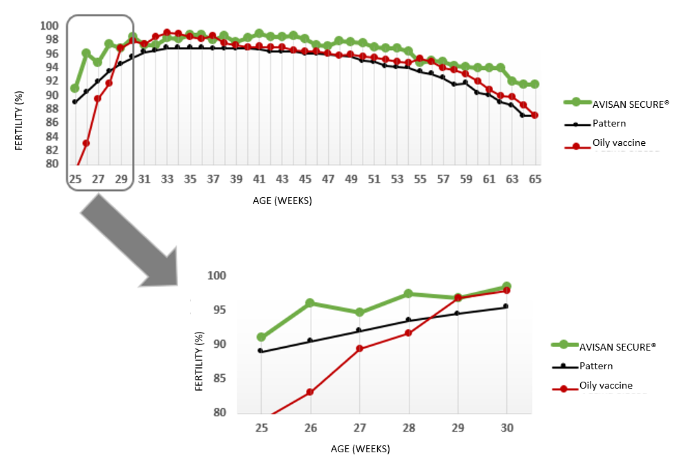 Figure 1: Fertility associated with the age of the hen