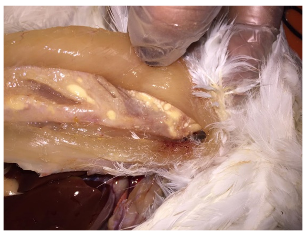 Figure 2: 4 weeks after oily vaccine injection