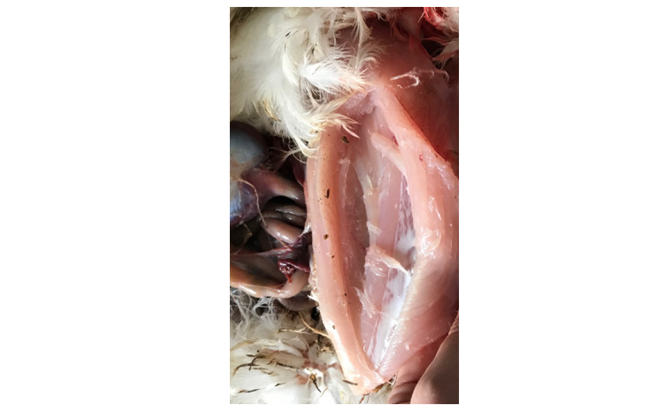Figure 3: 4 weeks after AVISAN SECURE injection