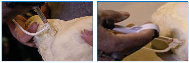 Figure 2: Example of SQ injection (left) and IM injection (right).
