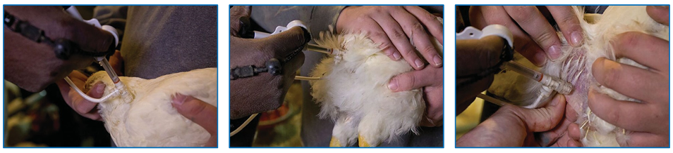 Figure 4: Correct SQ vaccination technique of the neck, tail and inguinal fold.