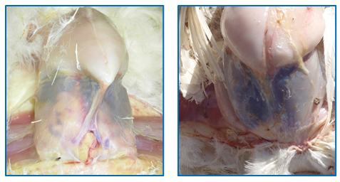 Figure 8: Hemorrhagd in the abdomen cavity.