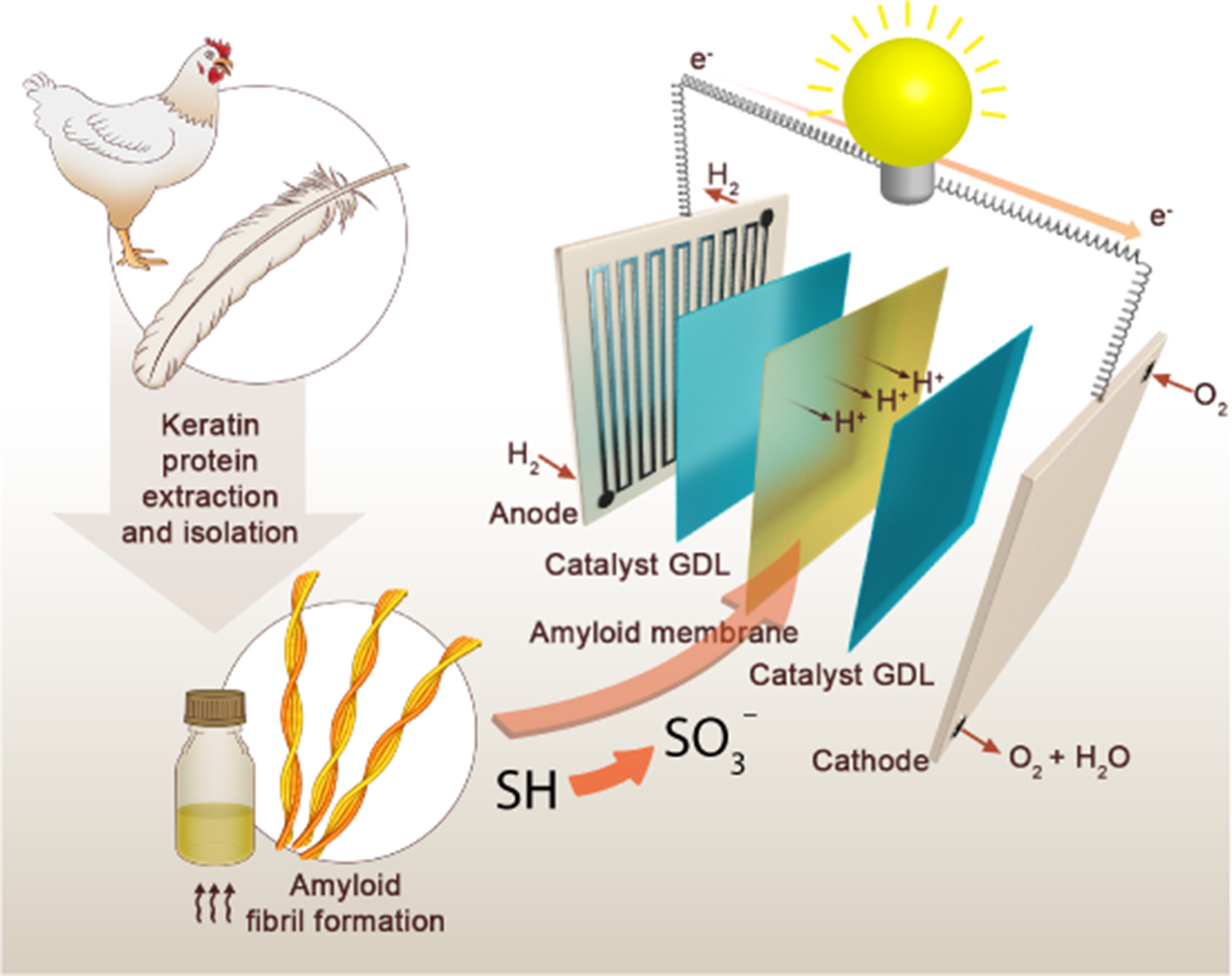 Representation of the components of the fuel cell. In the center is the membrane made of keratin. To the left and right of the membrane is a catalyst. In the outer layer is the anode on one side and the cathode on the other.