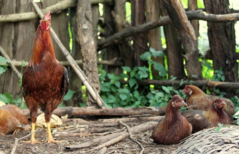 Key drivers found for environmental adaptation in Ethiopian chickens ...
