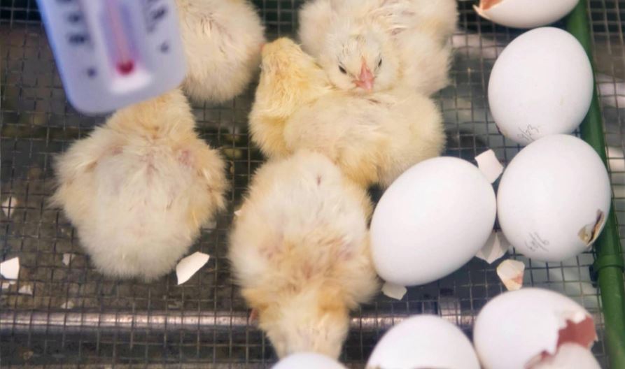 Hatching chicks
