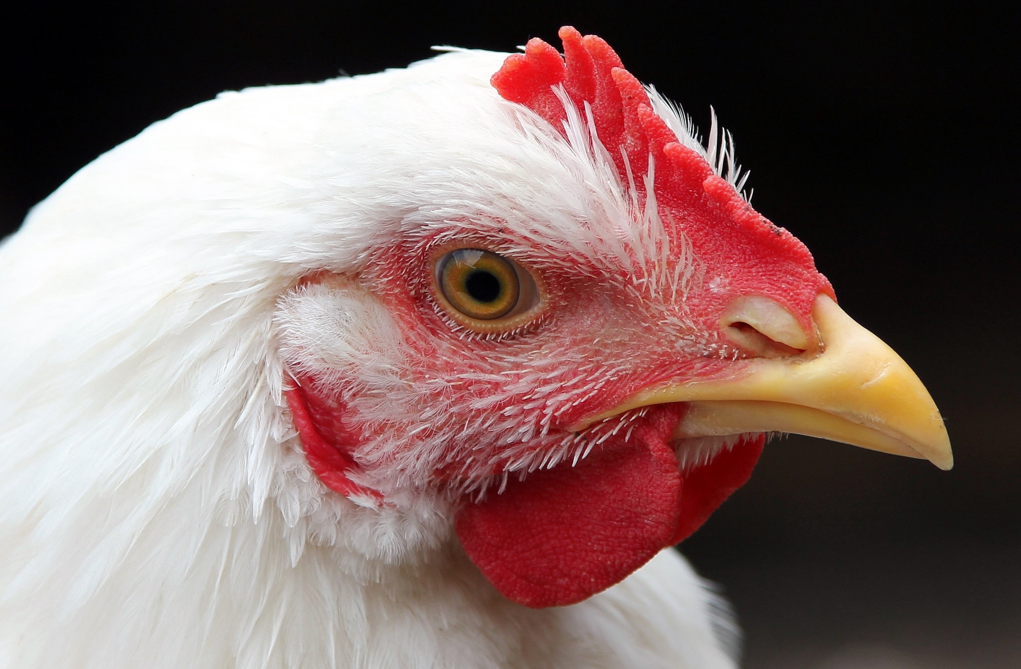 Michigan State to launch online broiler production course this fall