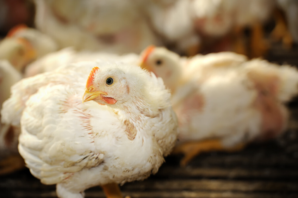 Scandi Standard Q2 profit jumps on strong chicken demand