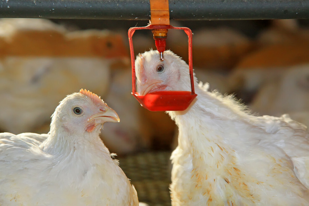Issues with the detection of avian reovirus variants