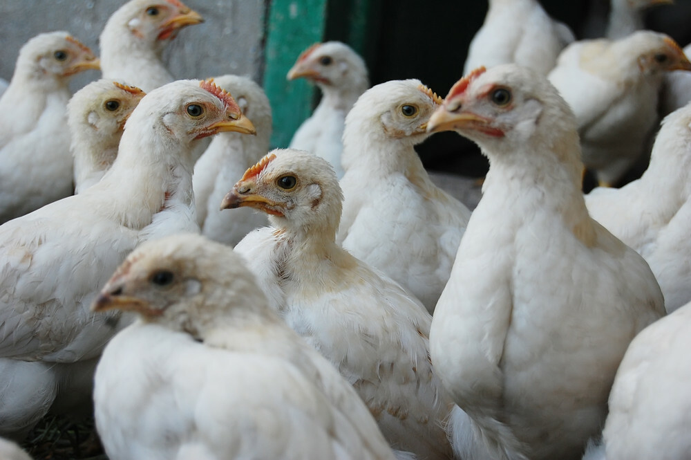 Eastern European chicken production intensifies