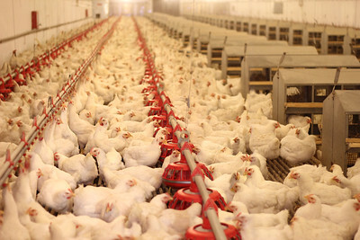 EU chicken output set to rise 1.3% in 2026
