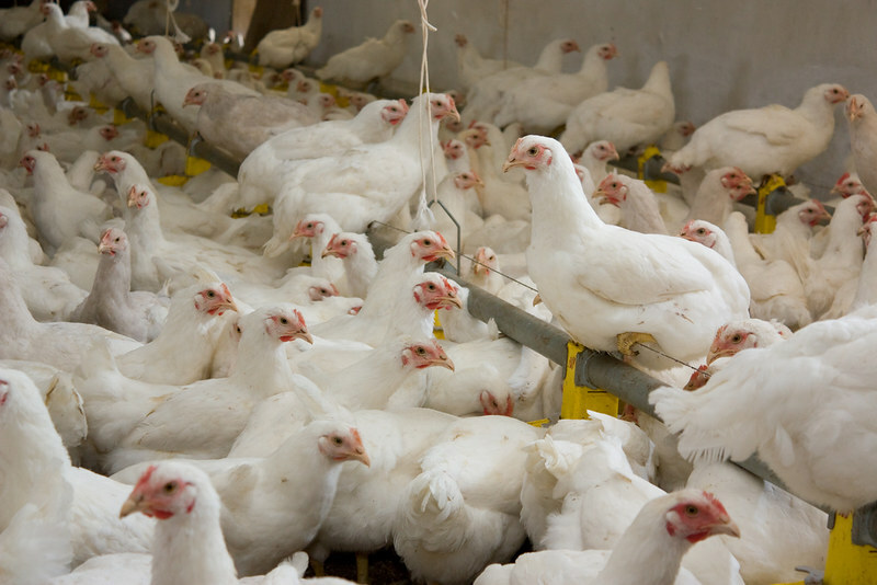 Angola's chicken production set to grow 6.7% in 2027