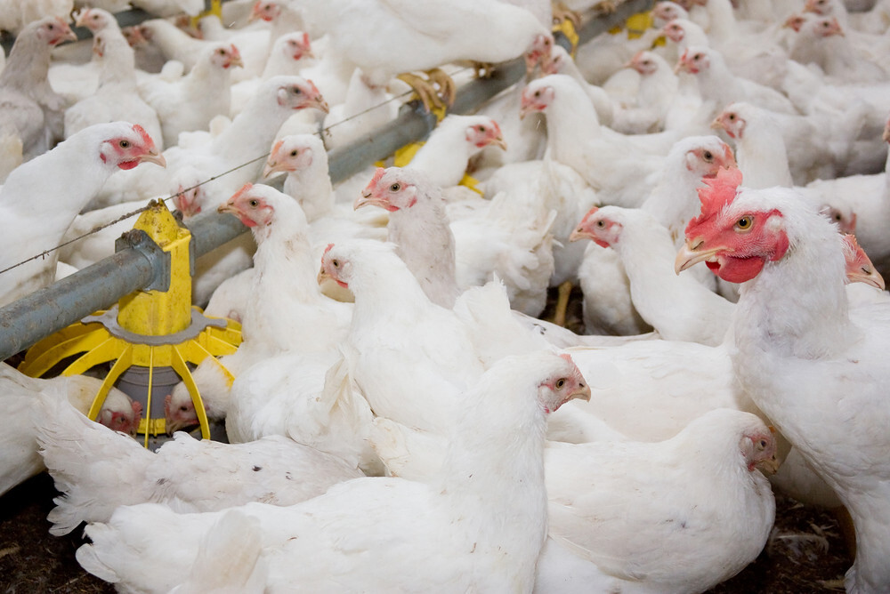Canadian chicken farm prices remain stable - USDA FAS