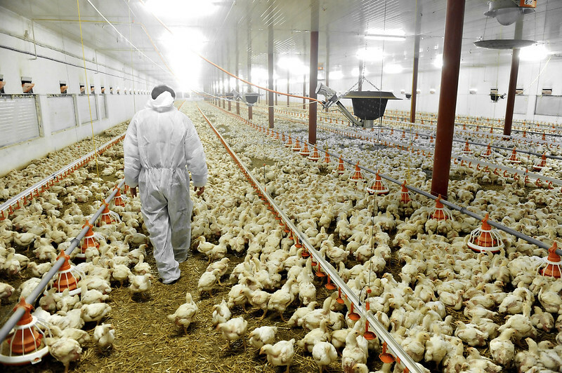 Canada funds $892K antimicrobial research for poultry health