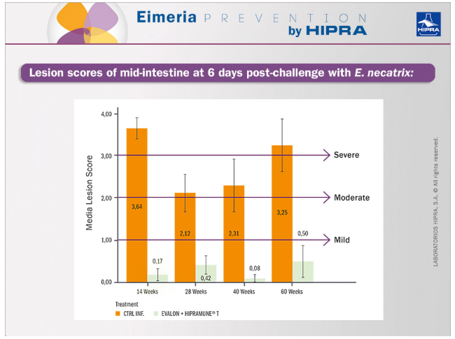 Lesion scores of mid-intestine at 6 days post-challenge with E. necatrix. Lesion scoring grading 0-4 according to Johnson and Reid, 1970. Control vs EVALON® + HIPRAMUNE®T.