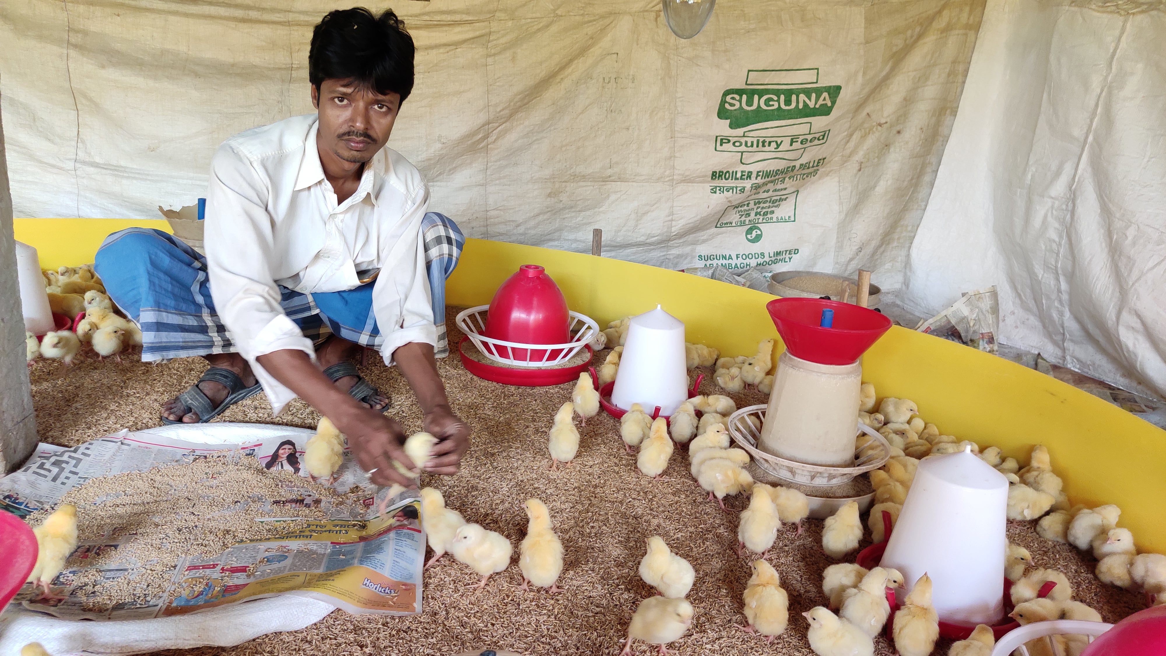 a man sits with baby chicks