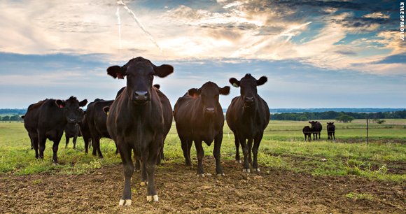 Efficiency is sustainability: C-Lock brings science-backed data to beef production