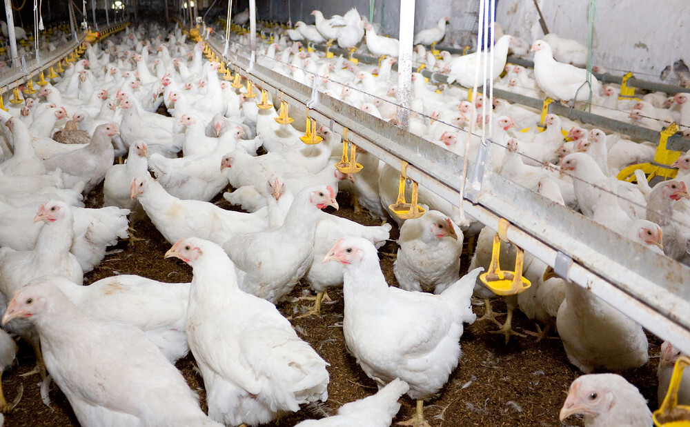 Mexico chicken output forecast to rise 2% in 2026
