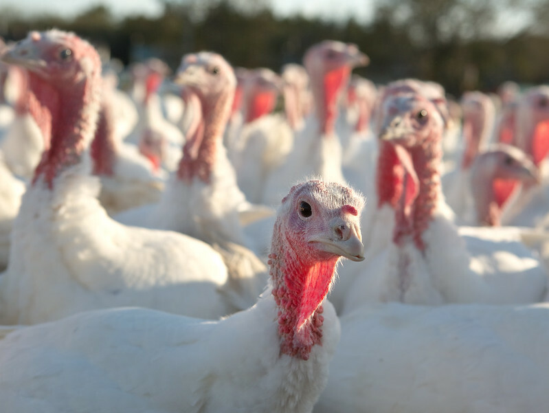 Researchers investigate characteristics of turkey hepatitis reovirus