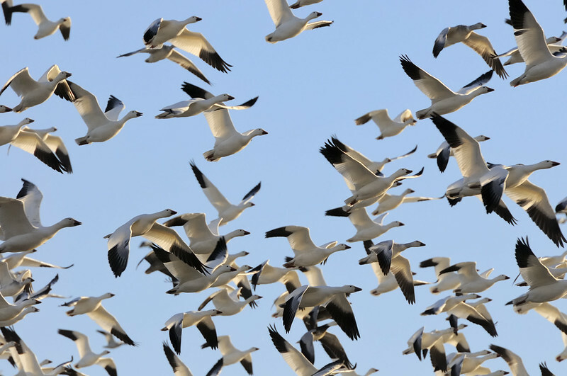 Australia detects second H5N1 case as poultry sector locks down