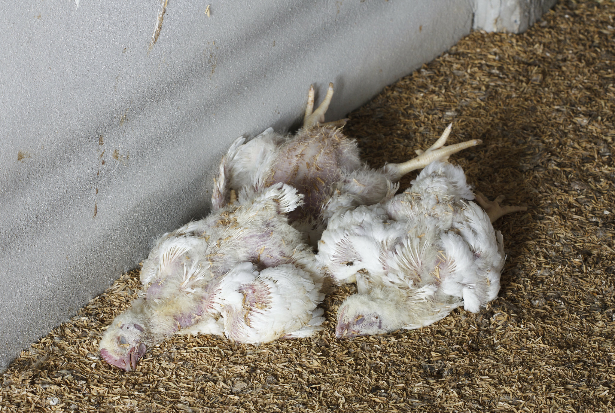 Nepal culls birds as H5N1 outbreak spreads to 11 districts