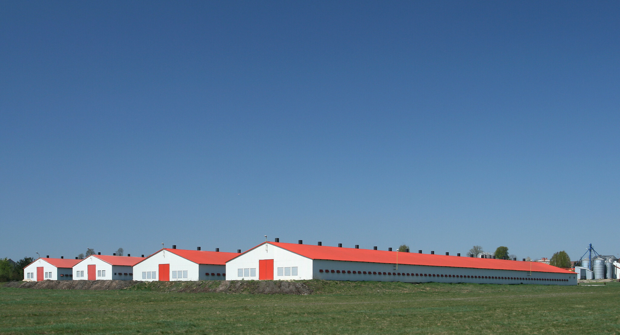 Ukraine's poultry sector grows despite war-related risks