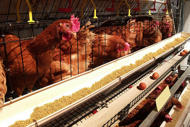 Canada launches HPAI vaccination field trial on Manitoba farms