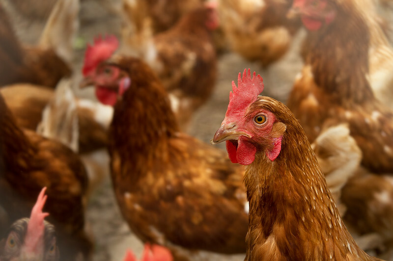 Latvia's Agrova Baltics to go 100% cage-free by 2028