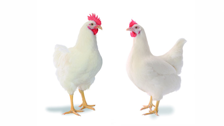 a white chicken against a blank background
