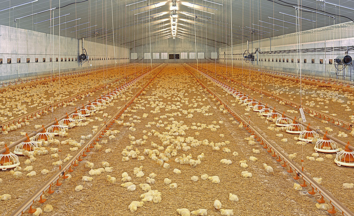 Short and sweet: multi-phase ventilation ensures the best possible climate in the poultry house over the entire batch