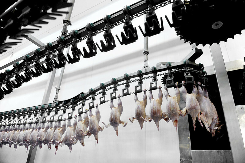 EU chicken exports forecast to rise 2% in 2026