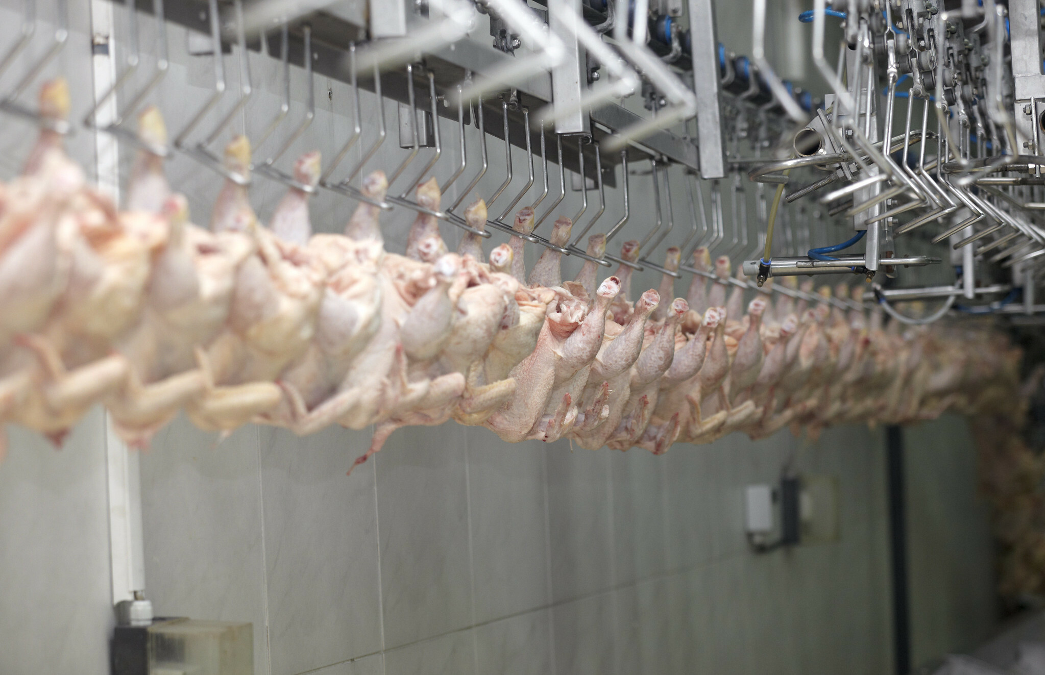 Brazil poultry glut set to squeeze producer margins