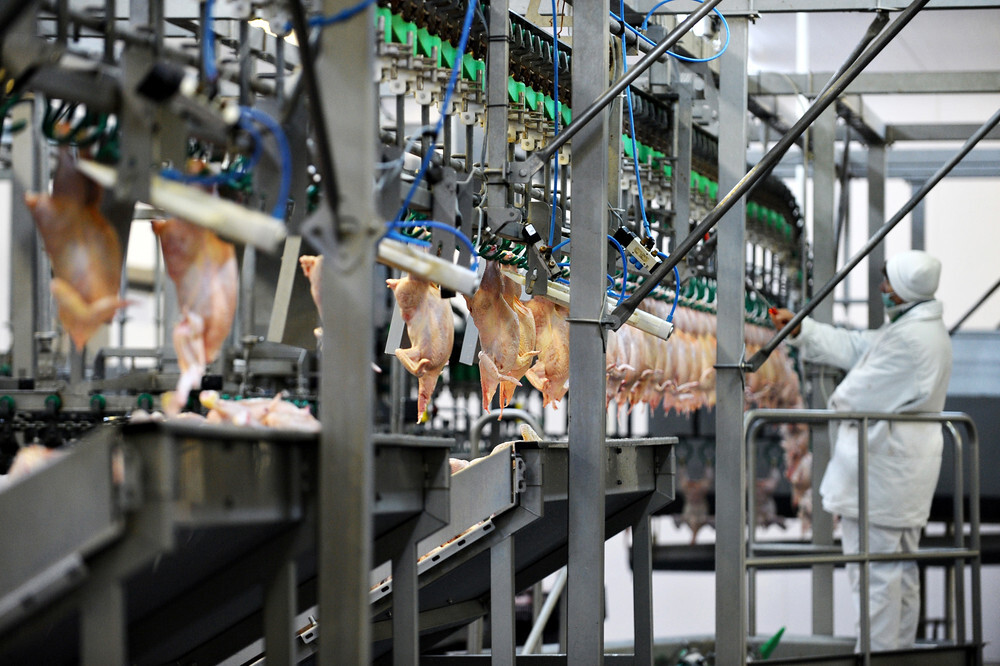 Brazilian chicken output hits record despite 2025 bird flu case