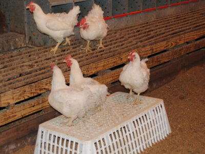 step up to slats