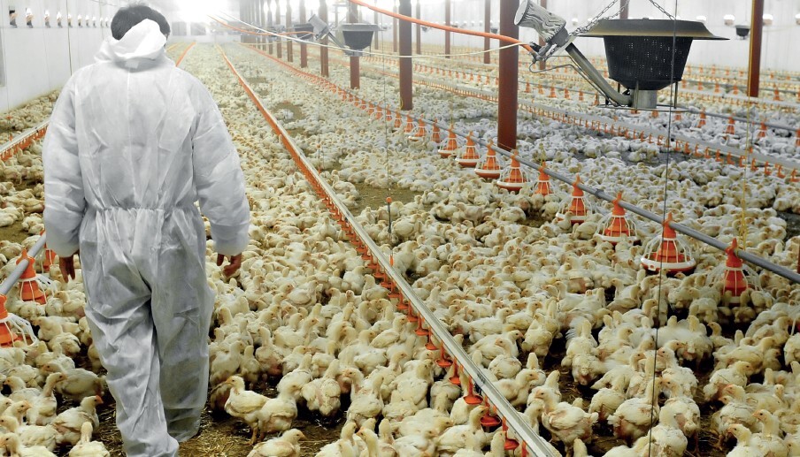 Gut health emerges as key strategy to fight broiler lameness