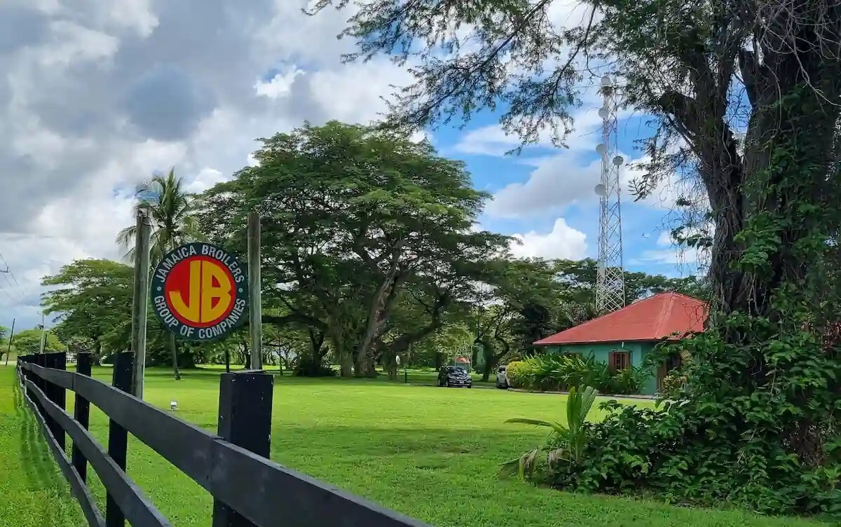 Raised without antibiotics: The Jamaica Broilers journey